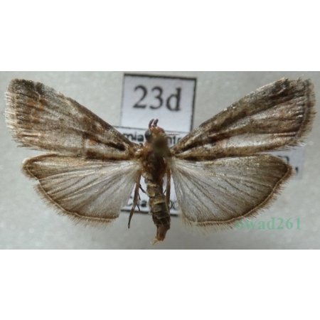 Acrobasis advenella (Zincken, 1818) Czech23d